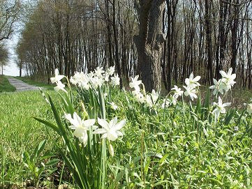Narcisse triandre