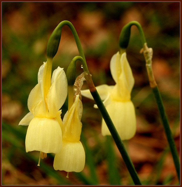Narcisse triandre