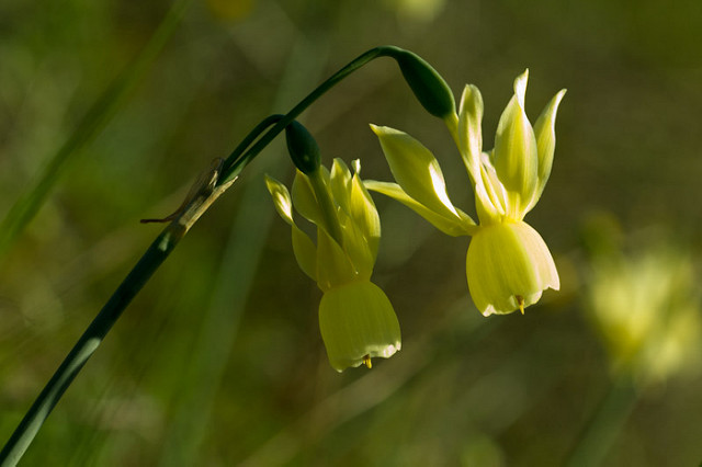 Narcisse triandre