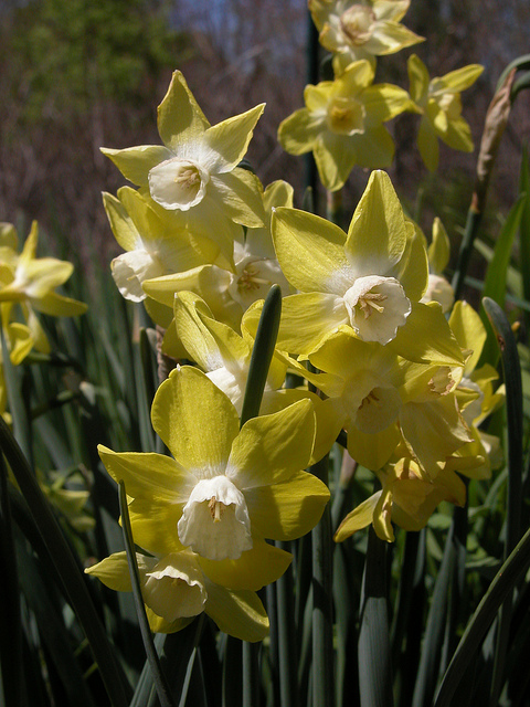 Narcisse triandre