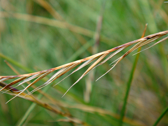 Nard raide (Nardus stricta)