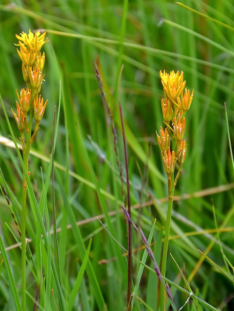 Narthécie des marais (Narthecium ossifragum)