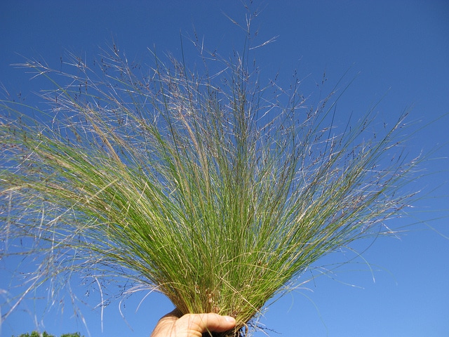 Nassella trichotoma (Nassella trichotoma)