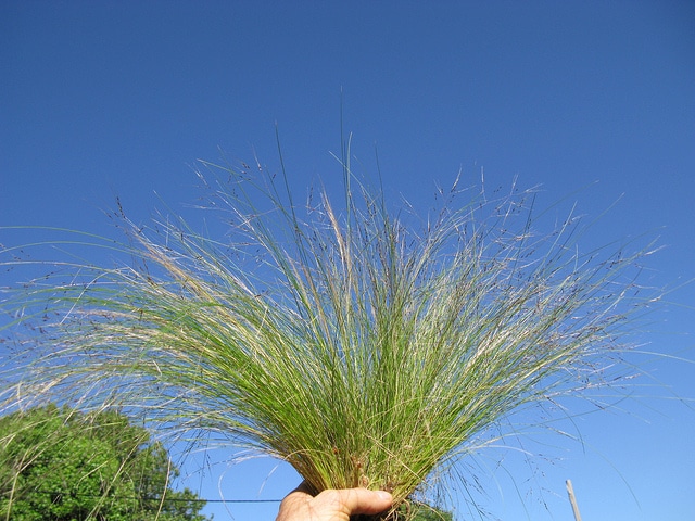 Nassella trichotoma