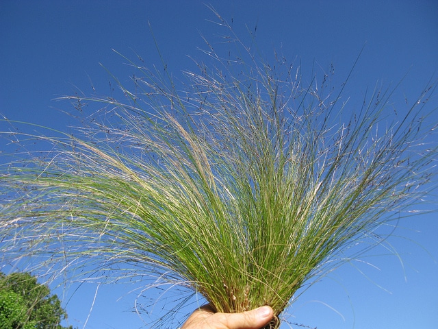 Nassella trichotoma
