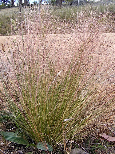 Nassella trichotoma