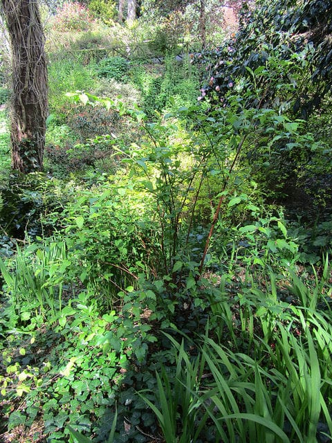 Neillia thibetica (Neillia thibetica)