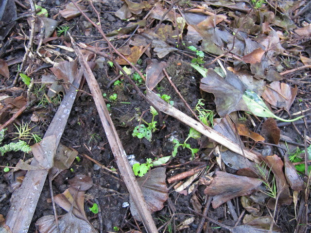 Neillia thibetica