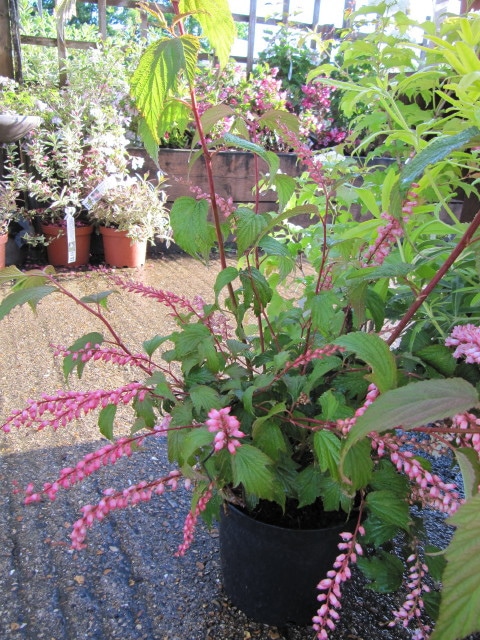 Neillia thibetica
