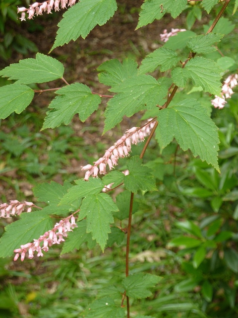 Neillia thibetica