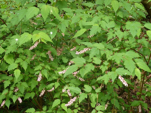 Neillia thibetica