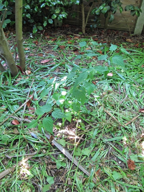 Neillia thibetica
