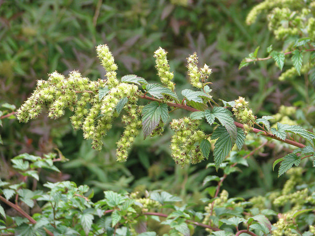 Neillia thyrsiflora