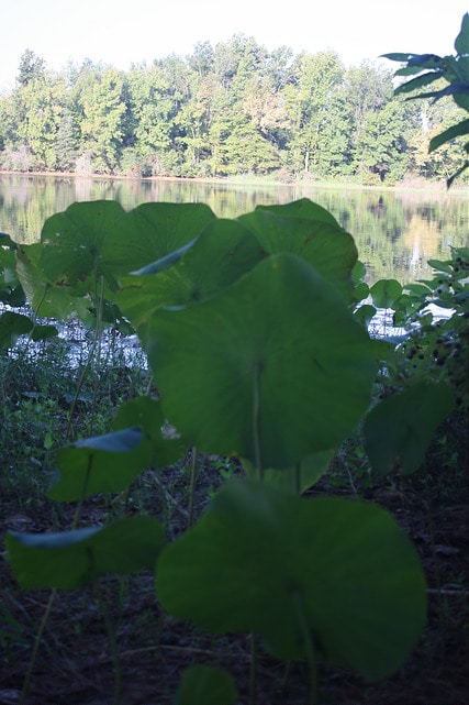 Nelumbo lutea
