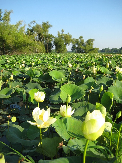 Nelumbo lutea