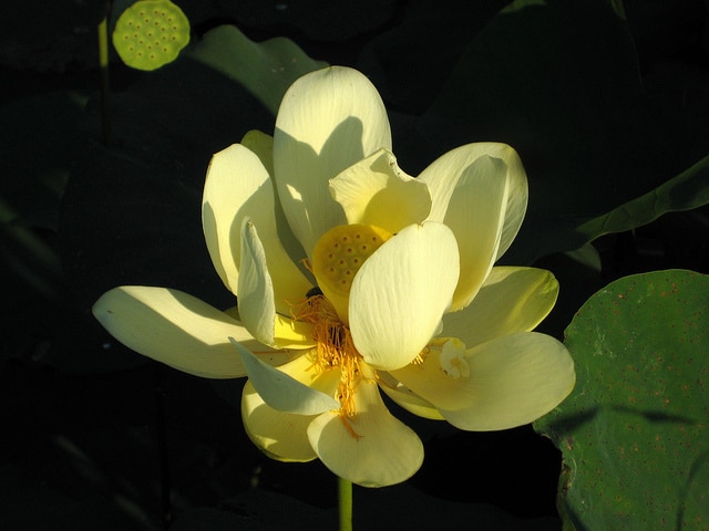 Nelumbo lutea
