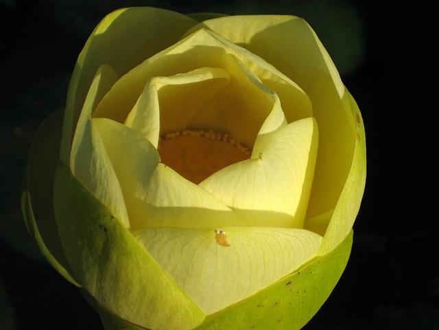 Nelumbo lutea