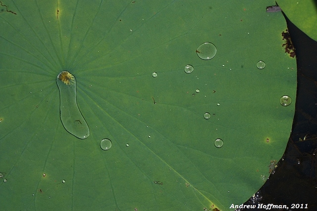Nelumbo lutea (Nelumbo lutea)