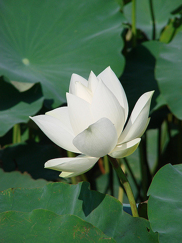 Lotus sacré