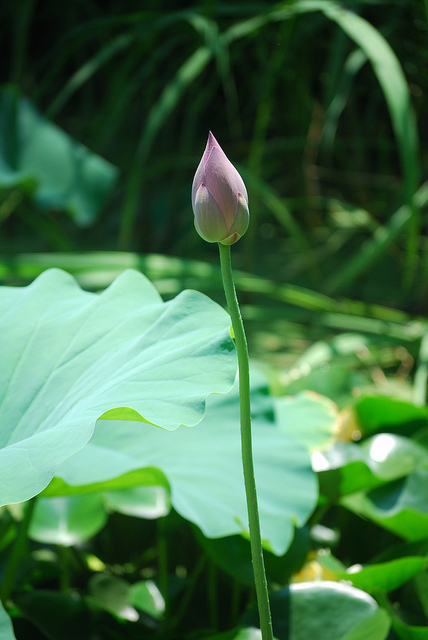 Lotus sacré