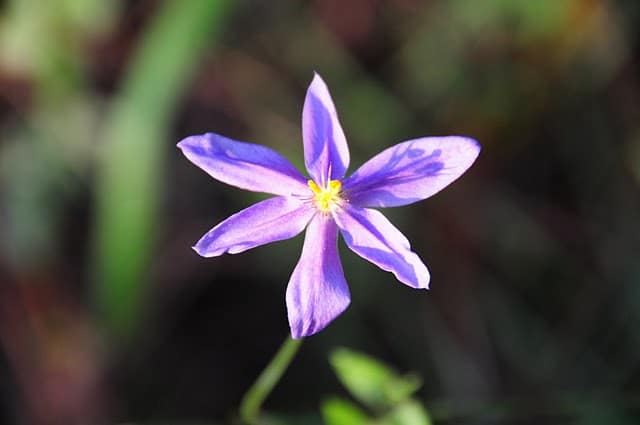 Nemastylis floridana