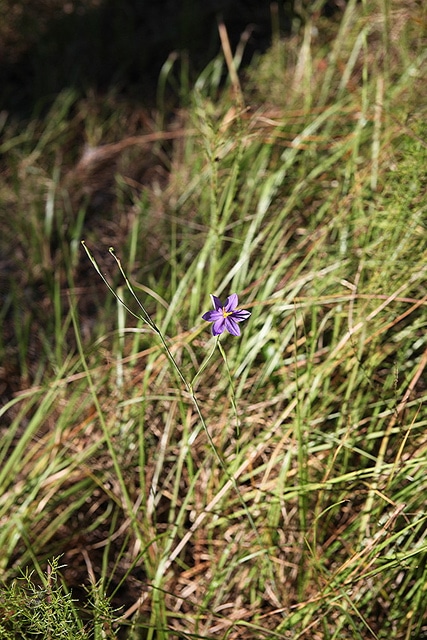 Nemastylis floridana