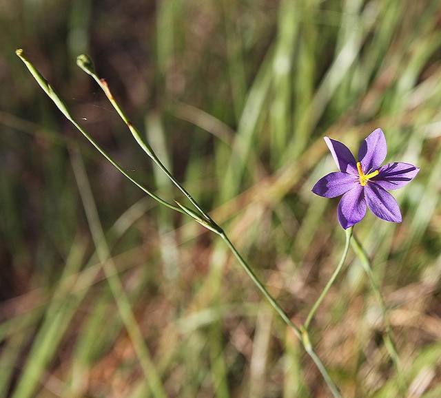 Nemastylis floridana