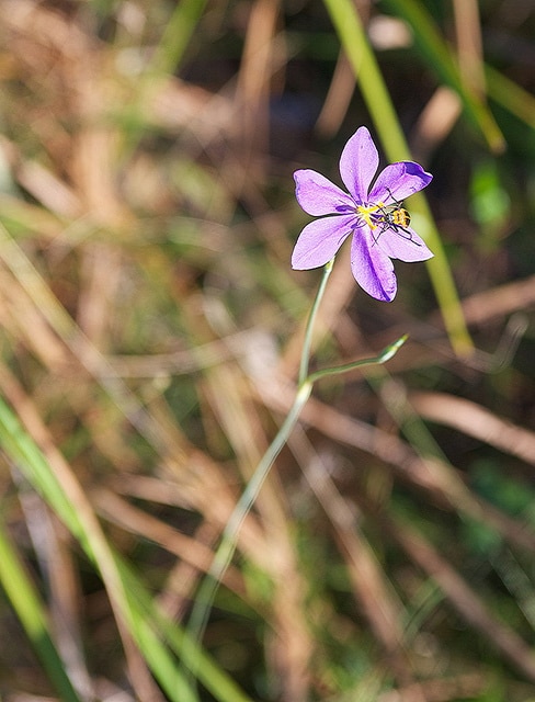 Nemastylis floridana