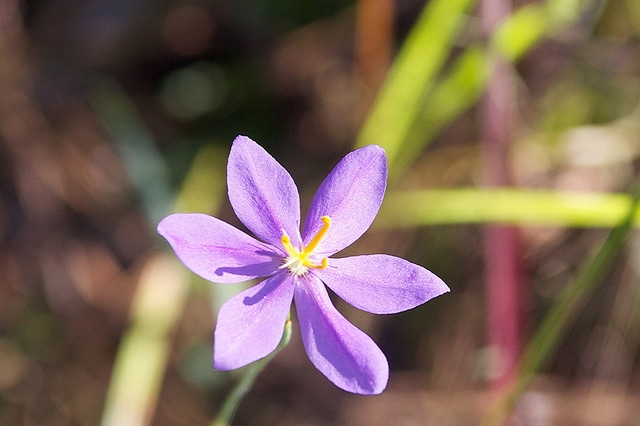 Nemastylis floridana
