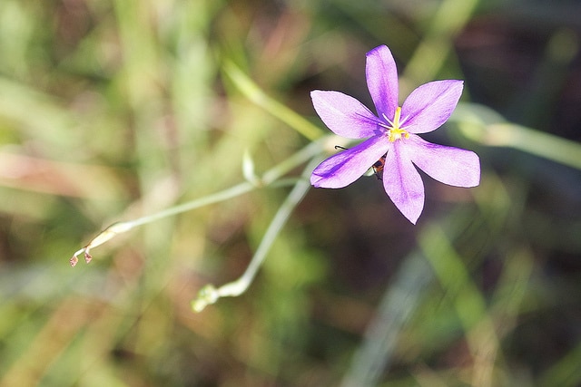 Nemastylis floridana (Nemastylis floridana)