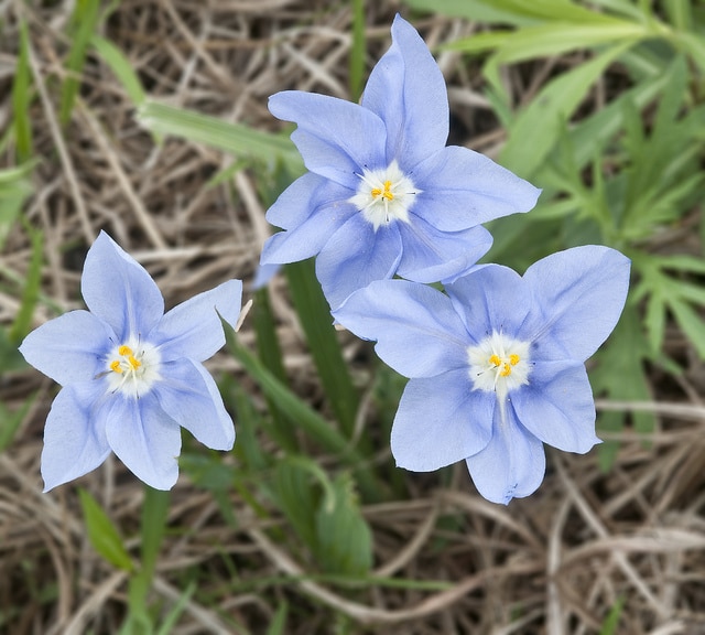 Nemastylis geminiflora (Nemastylis geminiflora)