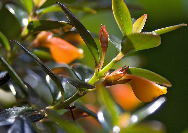 Nematanthus gregarius