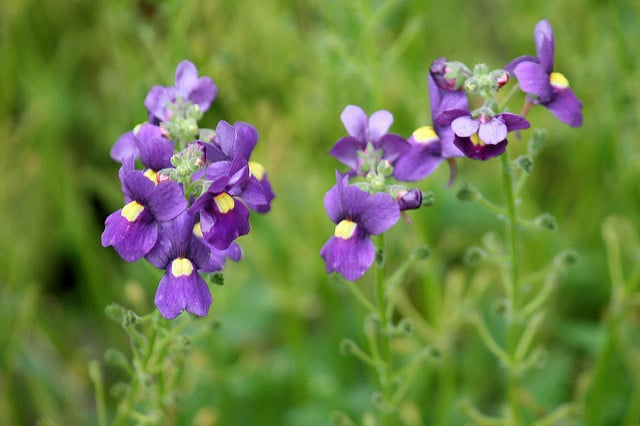 Nemesia strumosa