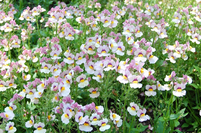 Nemesia strumosa (Nemesia strumosa)
