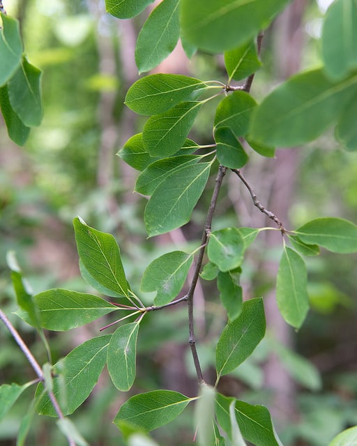 Aquifoliaceae (Nemopanthus mucronatus)