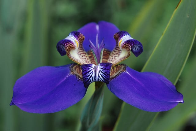 Neomarica caerulea (Neomarica caerulea)