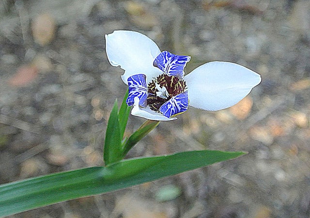 Neomarica gracilis (Neomarica gracilis)