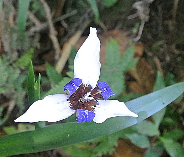 Neomarica gracilis