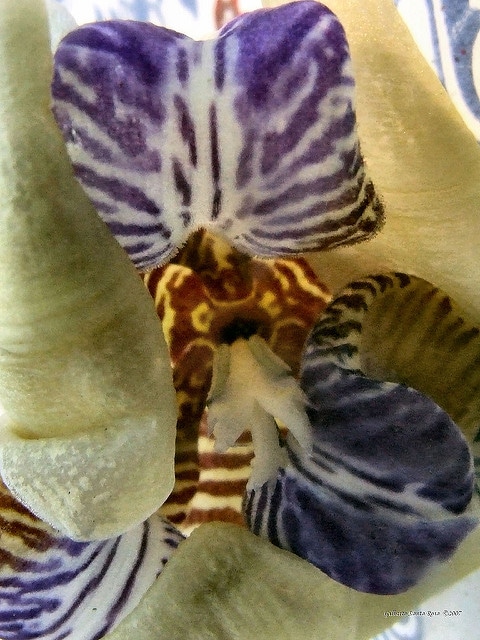 Neomarica gracilis