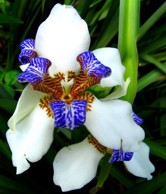 Neomarica gracilis