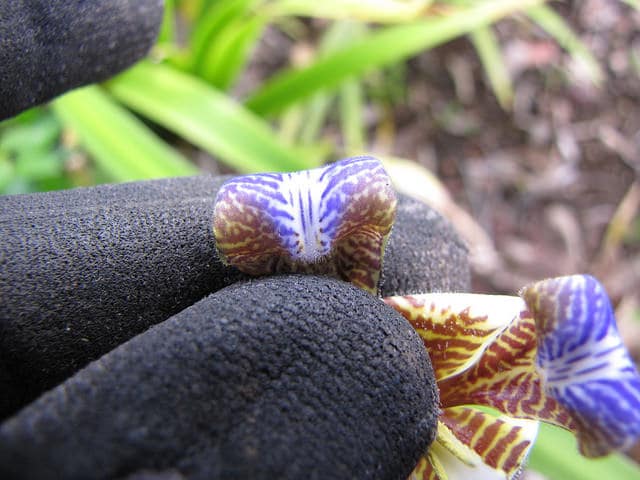 Neomarica northiana (Neomarica northiana)