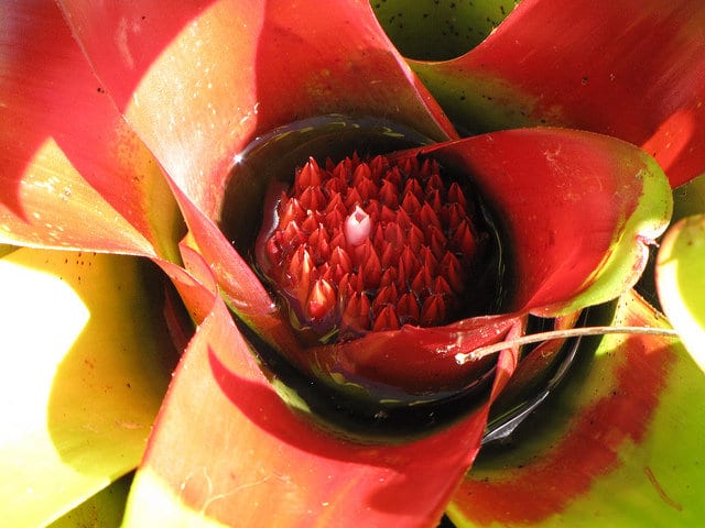 Neoregelia carolinae