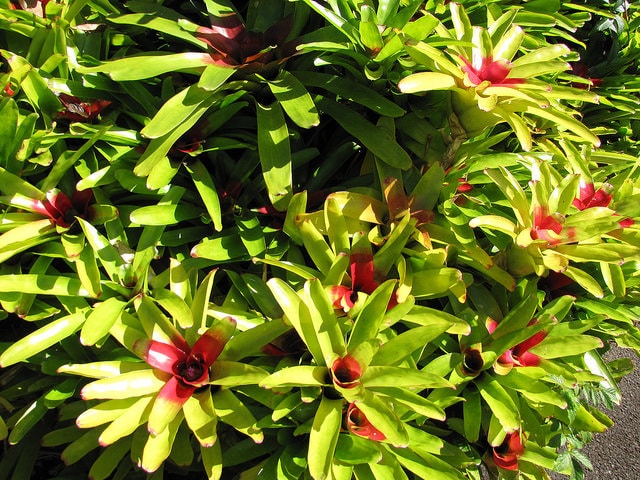 Neoregelia carolinae