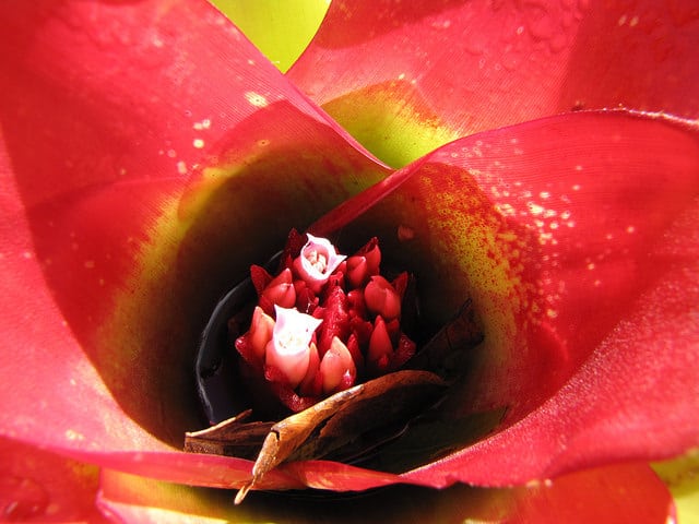Neoregelia carolinae
