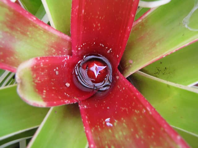Neoregelia carolinae