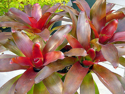 Neoregelia carolinae