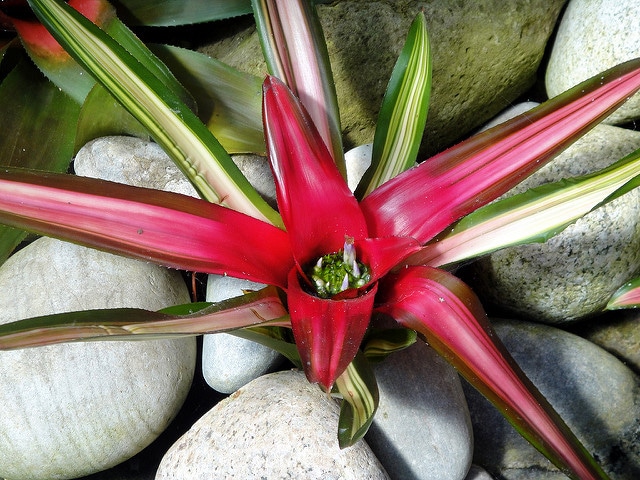 Neoregelia carolinae (Neoregelia carolinae)