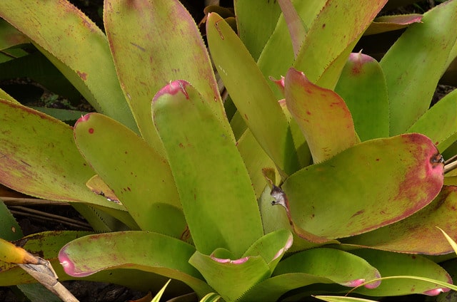 Neoregelia johannis (Neoregelia johannis)
