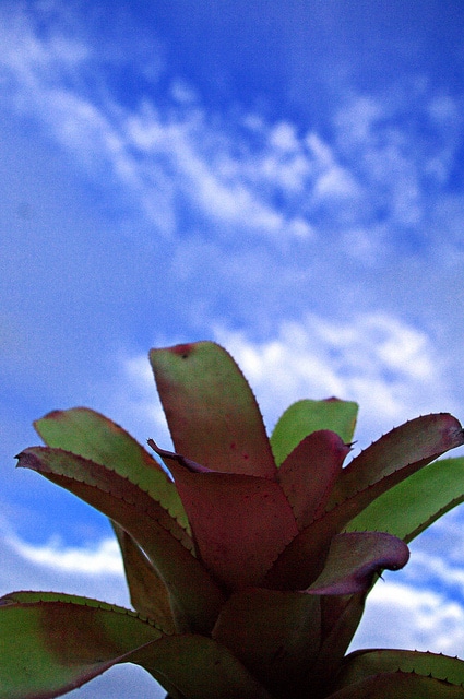 Neoregelia johannis