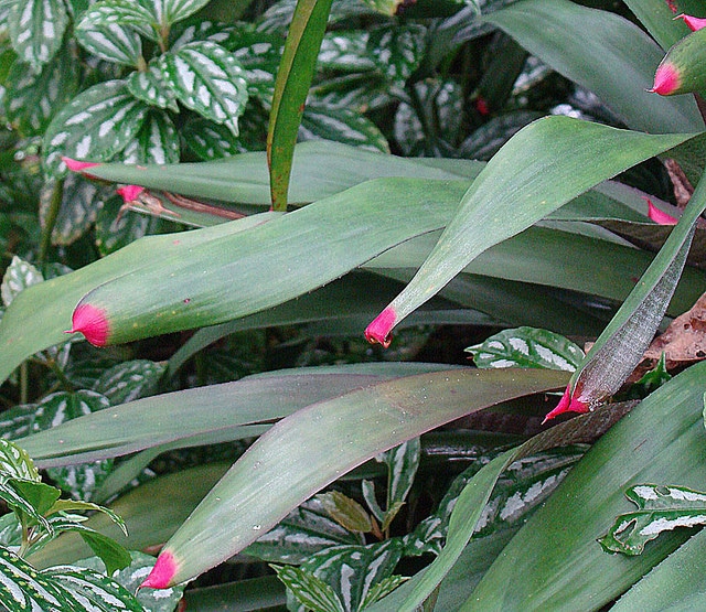 Neoregelia spectabilis